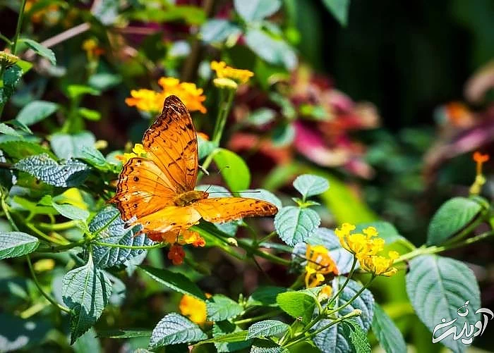 پارک پروانه در کوالالامپور پارک پروانه